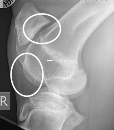 developmental joint disease in young horses